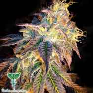 Dankonomics Genetics Seeds Sour Tooth 4